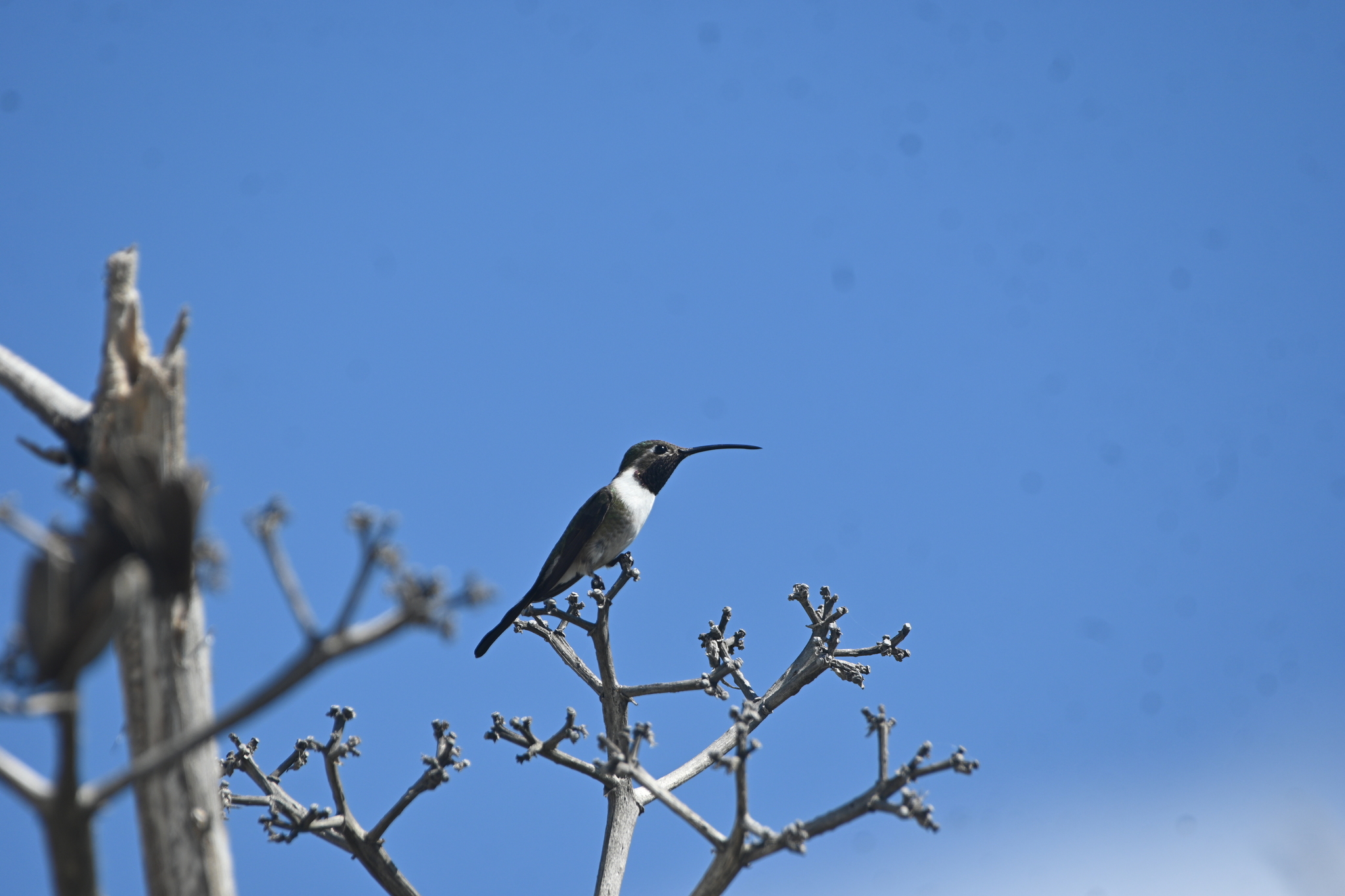 Mexican Sheartail (Doricha eliza), photo 3