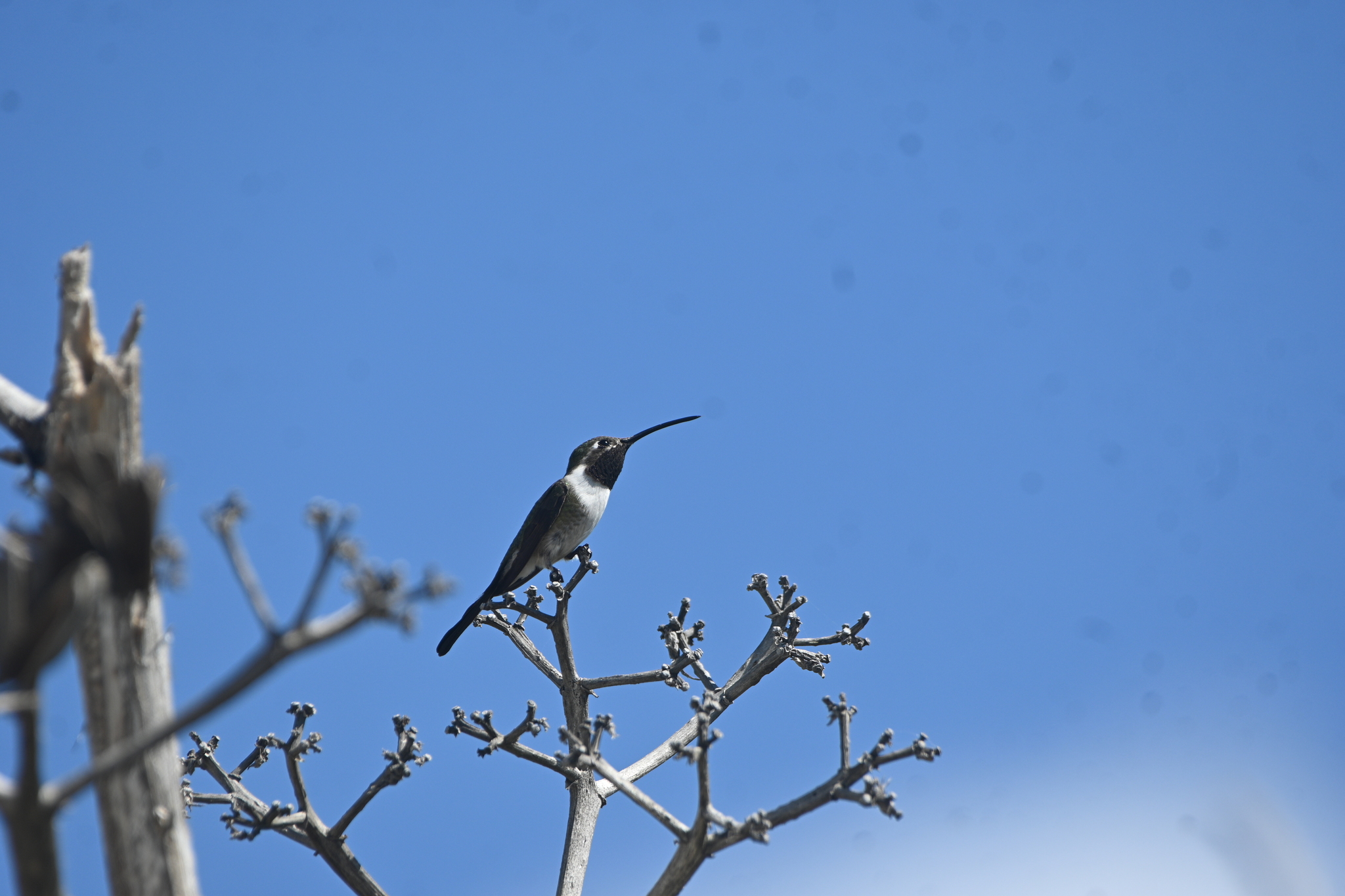 Mexican Sheartail (Doricha eliza), photo 4