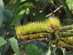 Combretum fruticosum