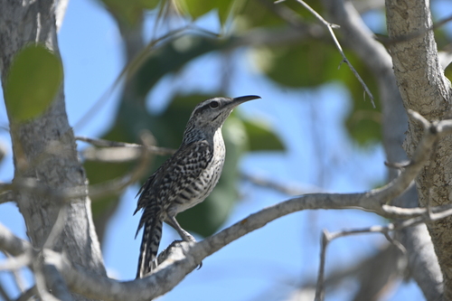 Yucatan Wren (Campylorhynchus yucatanicus), photo 10