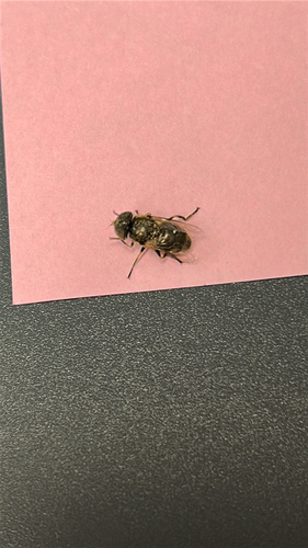 Unknown species found near SW Fifth Ave, Ontario, OR, US