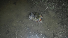 Pleurodema brachyops