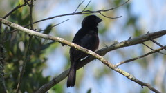 Sporophila angolensis