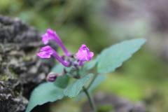 Scutellaria seleriana