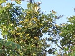 Combretum fruticosum