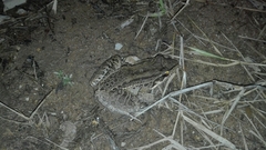 Leptodactylus insularum