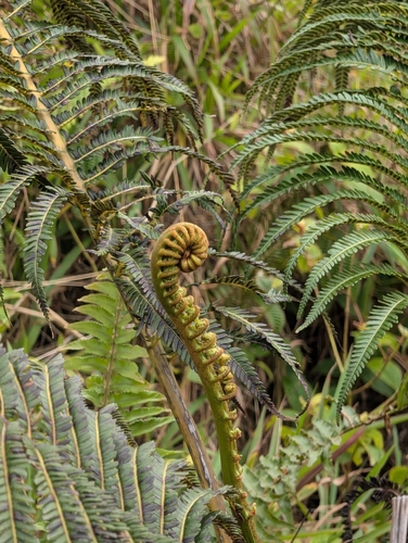 Sadleria cyatheoides observed 2026-03-02