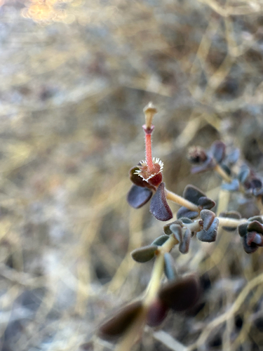 Orocopia Mountains Spurge (Euphorbia jaegeri)