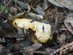 Cantharellus californicus