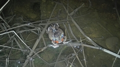 Pleurodema brachyops