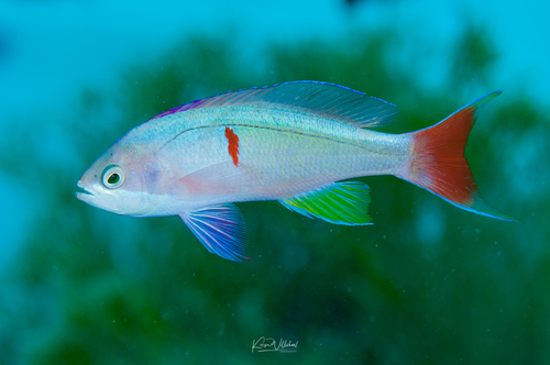 Silverstreak Anthias (Pseudanthias cooperi) · iNaturalist