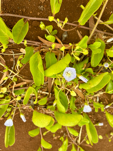 Jacquemontia sandwicensis observed 2026-01-22