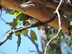 Vireo huttoni cognatus
