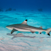Tiburón Punta Negra - Photo (c) Karen Willshaw, algunos derechos reservados (CC BY-NC), uploaded by Karen Willshaw
