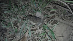 Rhinella humboldti