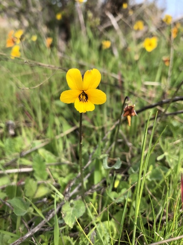 viola pedunculata