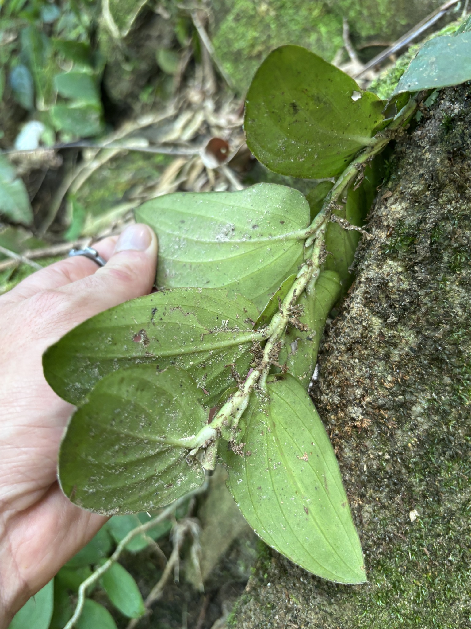 Rhaphidophora korthalsii — ảnh 2