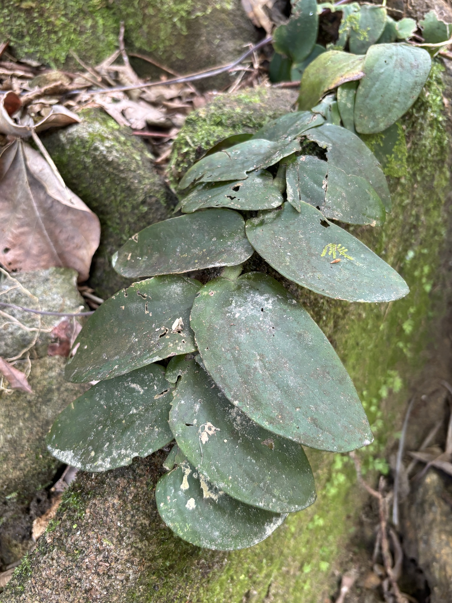 Rhaphidophora korthalsii (Rhaphidophora korthalsii)