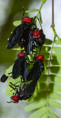 Bromophila caffra