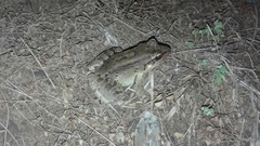 Leptodactylus insularum