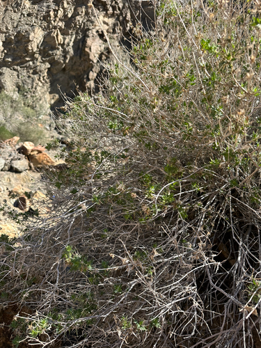 orocopia sage (Salvia greatae)
