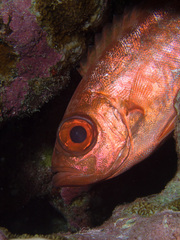 Priacanthidae