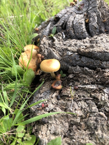 dung-loving Deconica