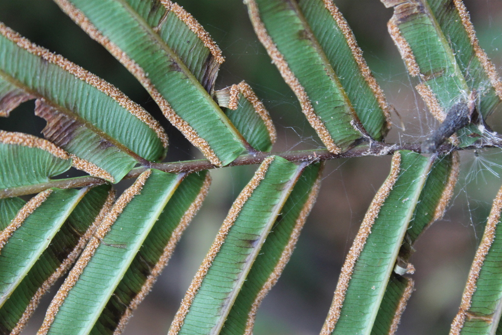Chinese Ladder Brake (MatBio: FERNS & MOSSES - Matanzas Biodiversity ...
