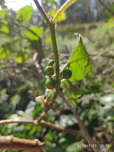 Solanum anguivi, photograph 6