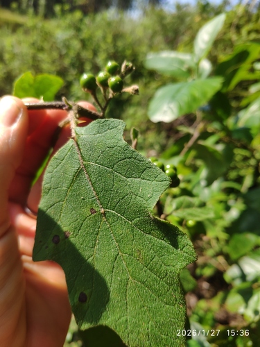 Solanum anguivi, photograph 5