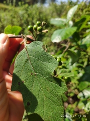 Solanum anguivi, photograph (c) Antoinette Eyssell Knox, some rights reserved (CC BY-SA)