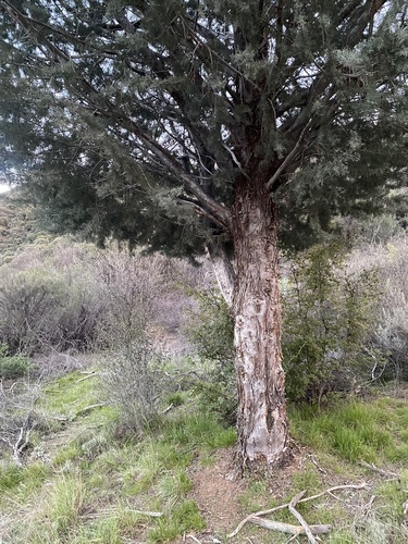 Smooth Arizona cypress (Hesperocyparis glabra)