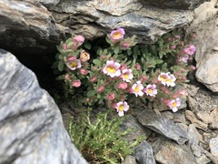 Chaenorhinum villosum