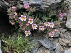 Chaenorhinum villosum