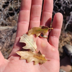 Quercus × undulata, photograph (c) Konshau Duman, some rights reserved (CC BY)