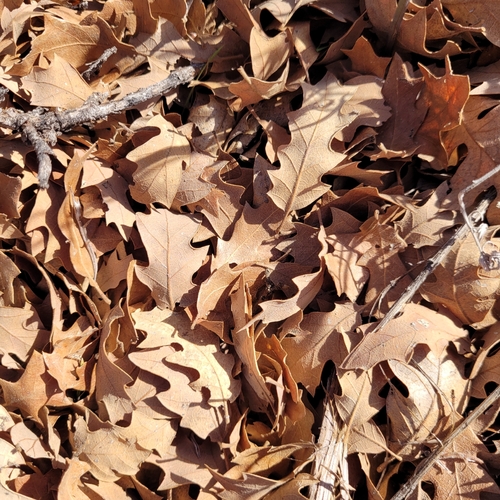 Quercus × undulata, photograph 6