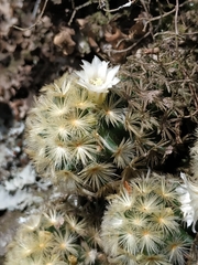 Mammillaria carmenae