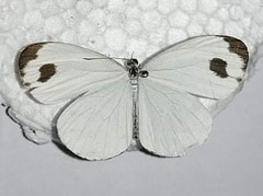 Leptosia nina