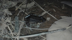 Leptodactylus insularum