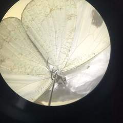 Leptosia nina