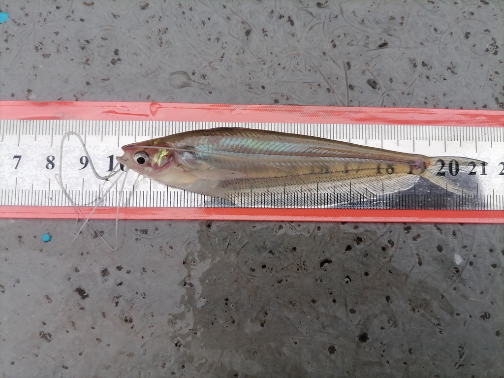Ompok sabanus