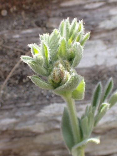 silky beach pea (Lathyrus littoralis)