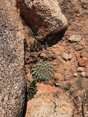 Mammillaria brandegeei