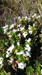 Euphrasia petriei