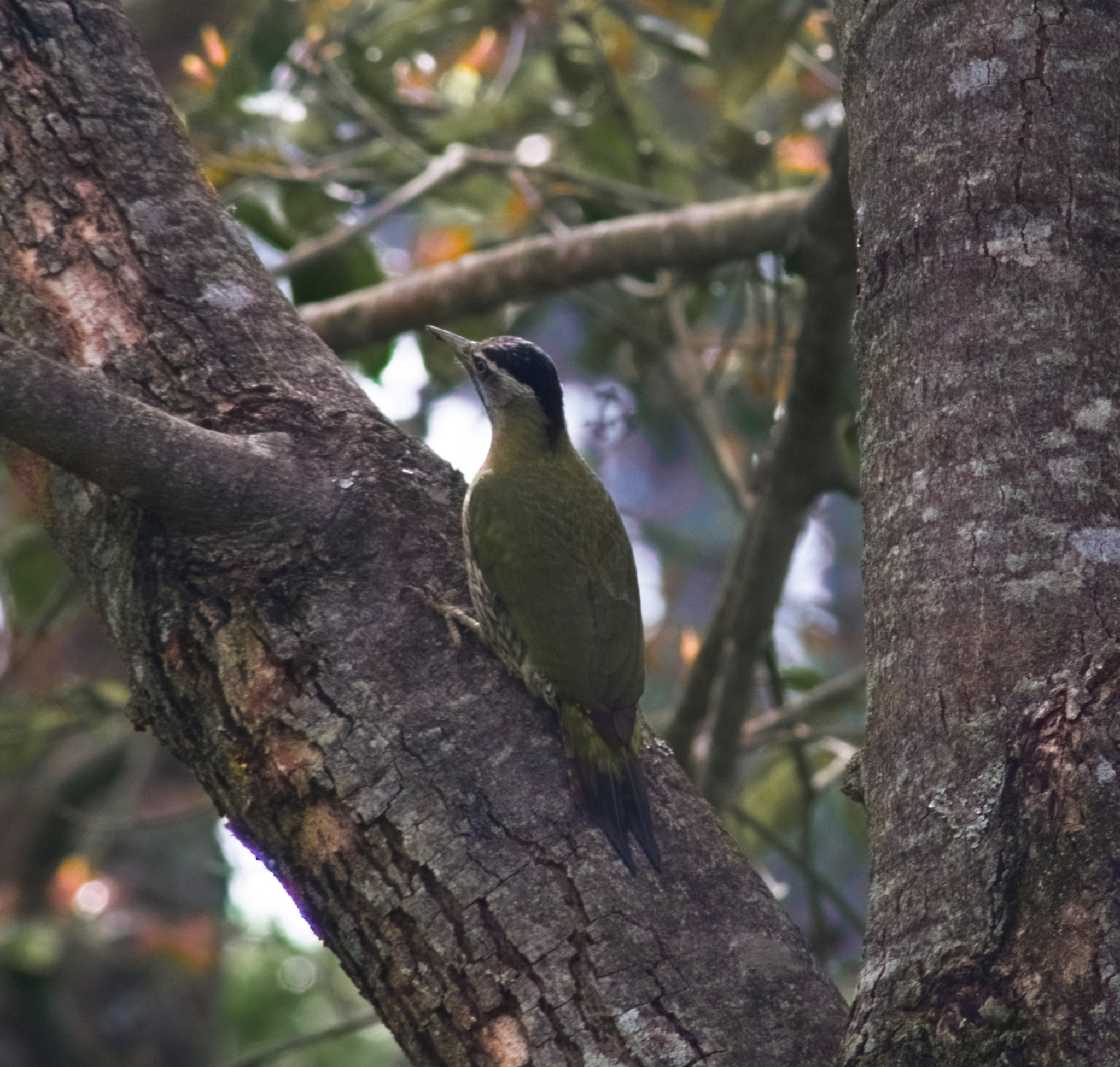 Streak-throated Woodpecker (Picus xanthopygaeus), photo 2
