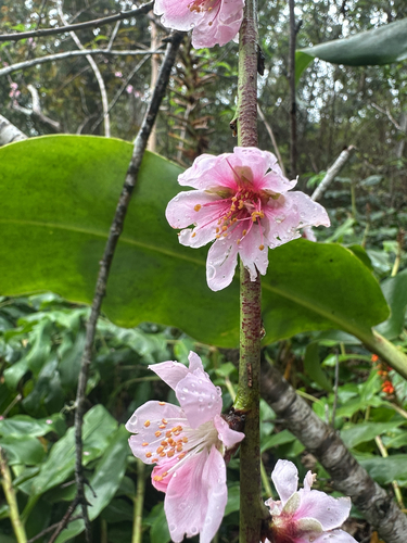 Prunus, 2026-03-02
