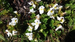 Euphrasia petriei