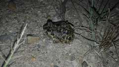 Pleurodema brachyops