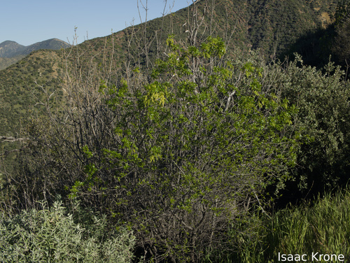 California ash