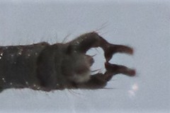 Trichocera garretti